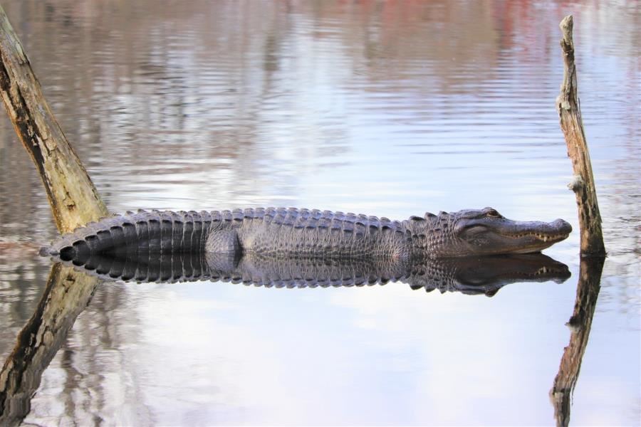 alligator 